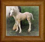 Northern Lights Tumbleweed Sterling Legacy ~ 2016 ~ Northern Lights Optimus Prime x Kaelana of Lexlin ~ Sold